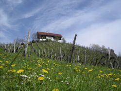 weinbau südsteiermark